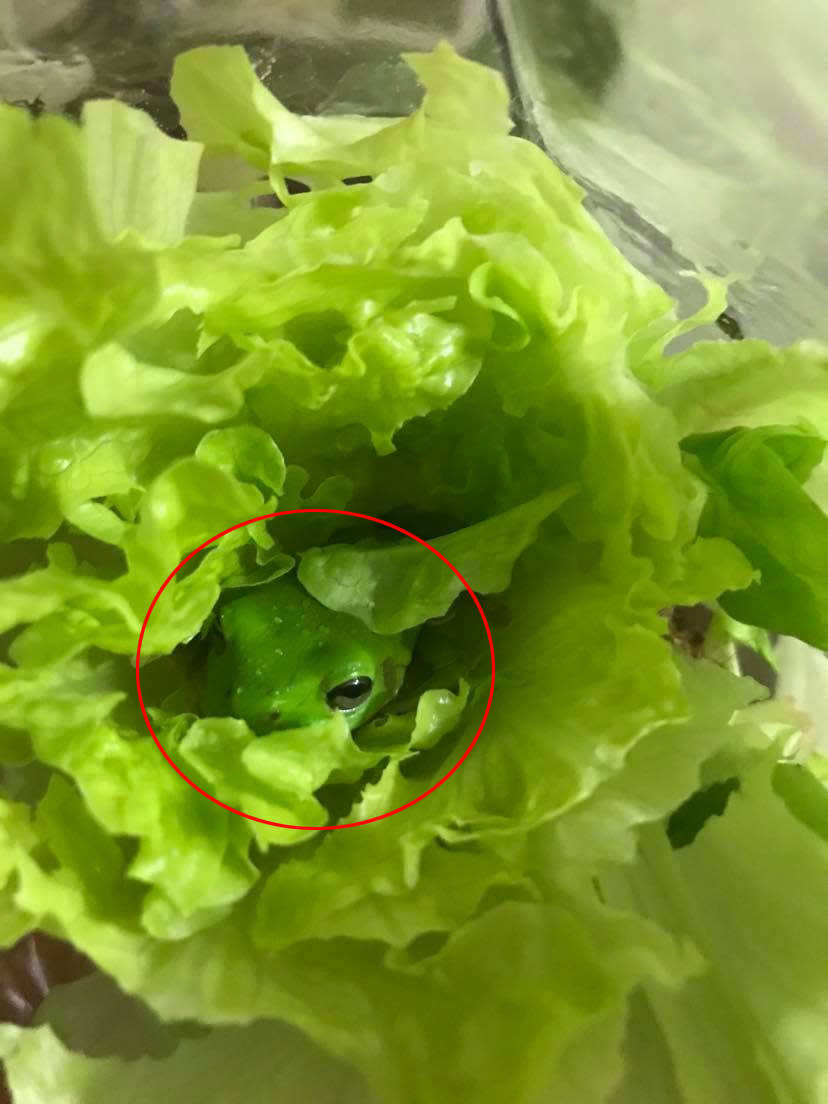 Pictured is the 6 centimetre green tree frog hiding in the lettuce. Source: Jam Press/Australscope