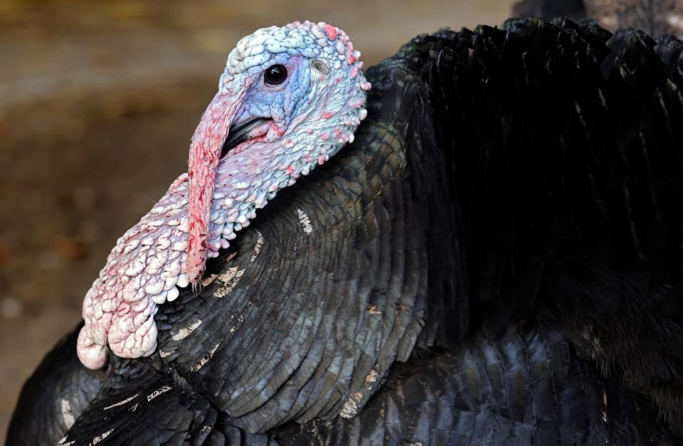 Ohio hunters reported taking 15,643 wild turkeys in 2023.