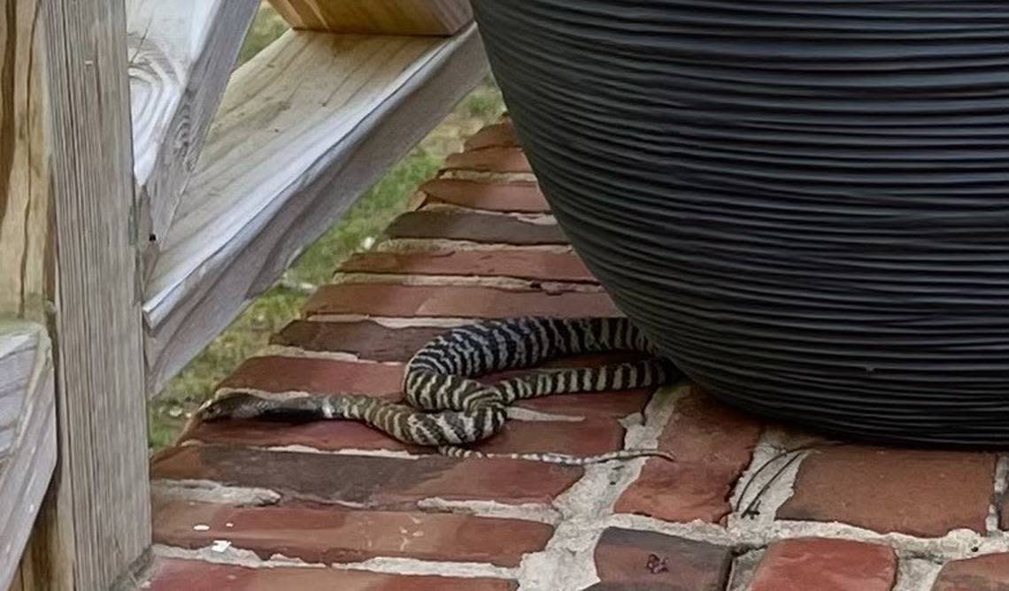 The zebra cobra spotted on Sandringham Drive in northwest Raleigh.