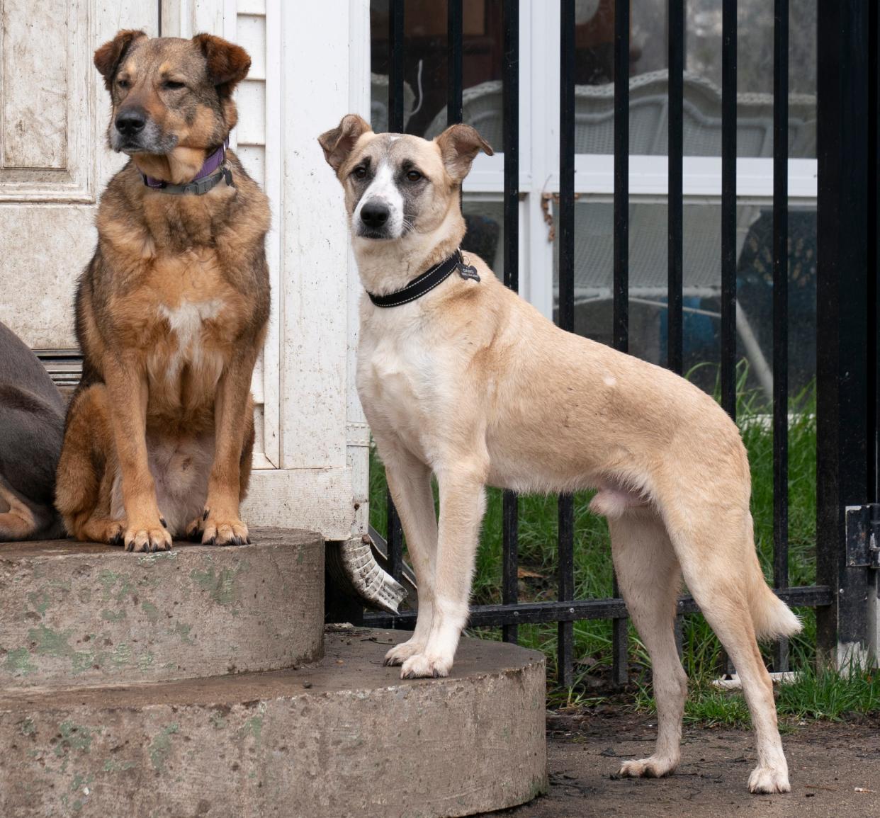 Rickie, left, and Carl are two Canaan males rescued from the West Bank and are looking for a good home, while being fostered by the Detroit Animal Welfare Group (DAWG) in Romeo, Mich. on Friday, April 12, 2024.