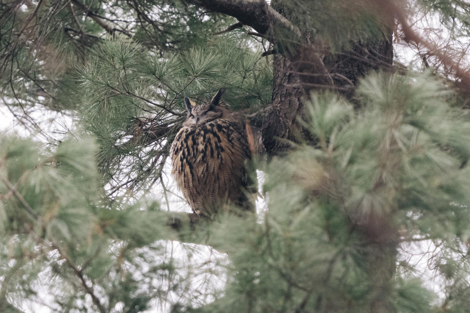 Flaco, el búho real eurasiático que se escapó del zoológico de Central Park, posado en una rama de ese parque, en Manhattan, el 9 de febrero de 2023. (Jeenah Moon/The New York Times)