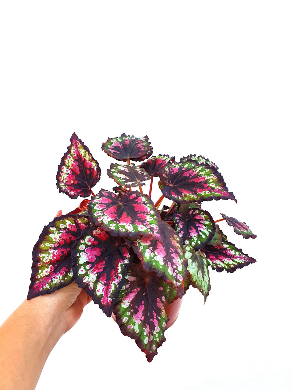 Begonia rex salsa