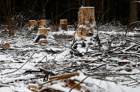 Logged stubs and trees are seen at one of the last primeval forests in Europe, Bialowieza forest, near Bialowieza village, Poland February 15, 2018. Picture taken February 15, 2018. REUTERS/Kacper Pempel