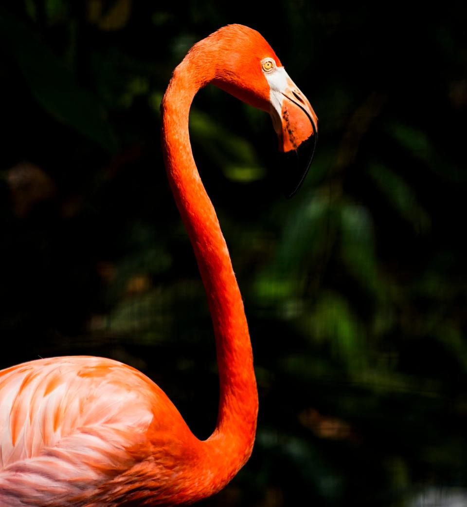 A flamingo is shown at the Wonder Gardens in Bonita Springs on Wednesday, May 29, 2024.