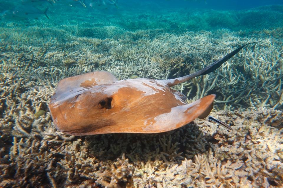 Stingray