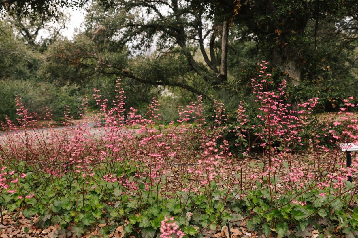 Pink airy flowers of coral bells rise like clouds above the native plant's bright green foliage.