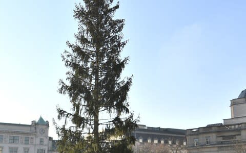 The Christmas tree in Trafalgar Square, which is given every year by the city of Oslo as a token of Norwegian gratitude - Credit: PA&nbsp;