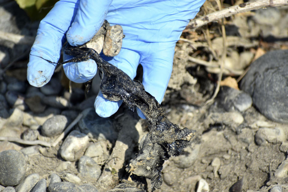 Oil product found on an island along the Yellowstone River following a train derailment last month is shown by environmental scientist Andrew Graham, Thursday, July 20, 2023, near Laurel, Mont. The spilled material is a binder for asphalt that sticks to river rocks and gets harder to handle as it warms, complicating cleanup efforts. (AP Photo/Matthew Brown)