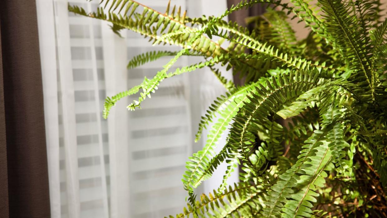 boston fern sitting near window