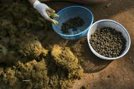 Mahout's wives pick out coffee beans from elephant dung at an elephant camp at the Anantara Golden Triangle resort in Golden Triangle, northern Thailand.