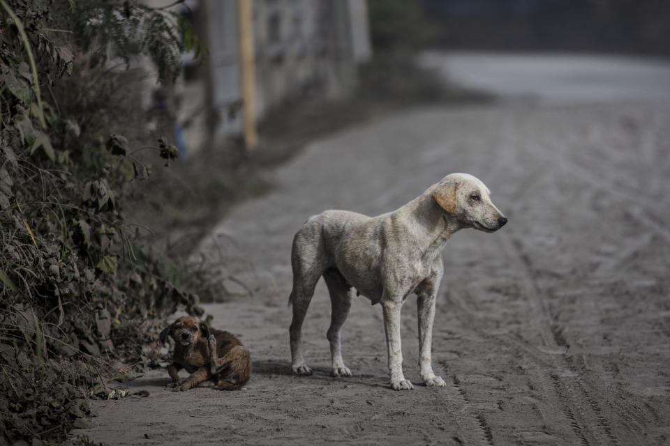 Stray dogs are seen on a road covered in volcanic ash from Taal volcano's eruption on January 13, 2020 in Lemery, Batangas province, Philippines. (Photo by Ezra Acayan/Getty Images)