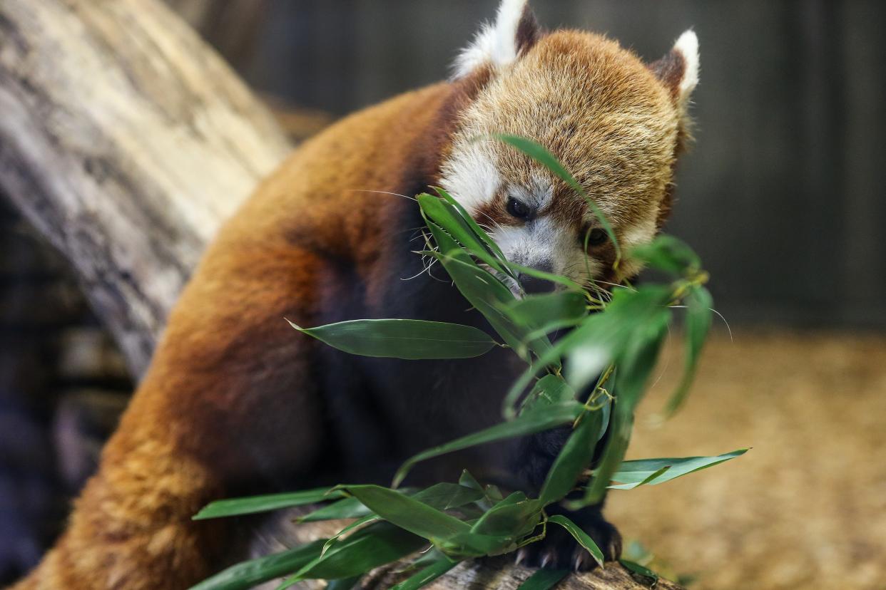 Sundara (AKA Sunny-D) the Louisville Zoo’s Red panda. February 2, 2024