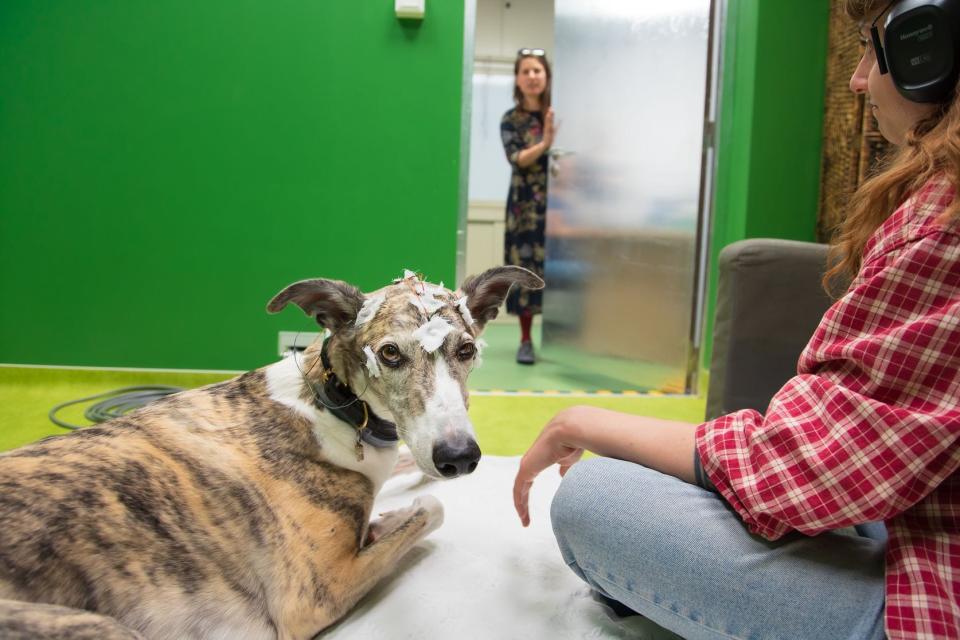 Participants in a study titled "Neural evidence for referential understanding of object words in dogs," where researchers studied how dogs understand the human language.