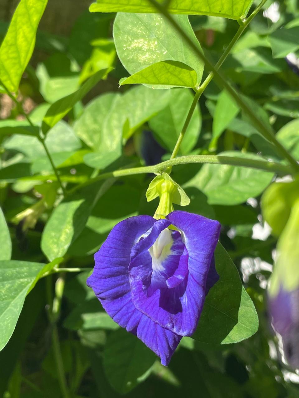 The deep purple flower of the blue pea vine.