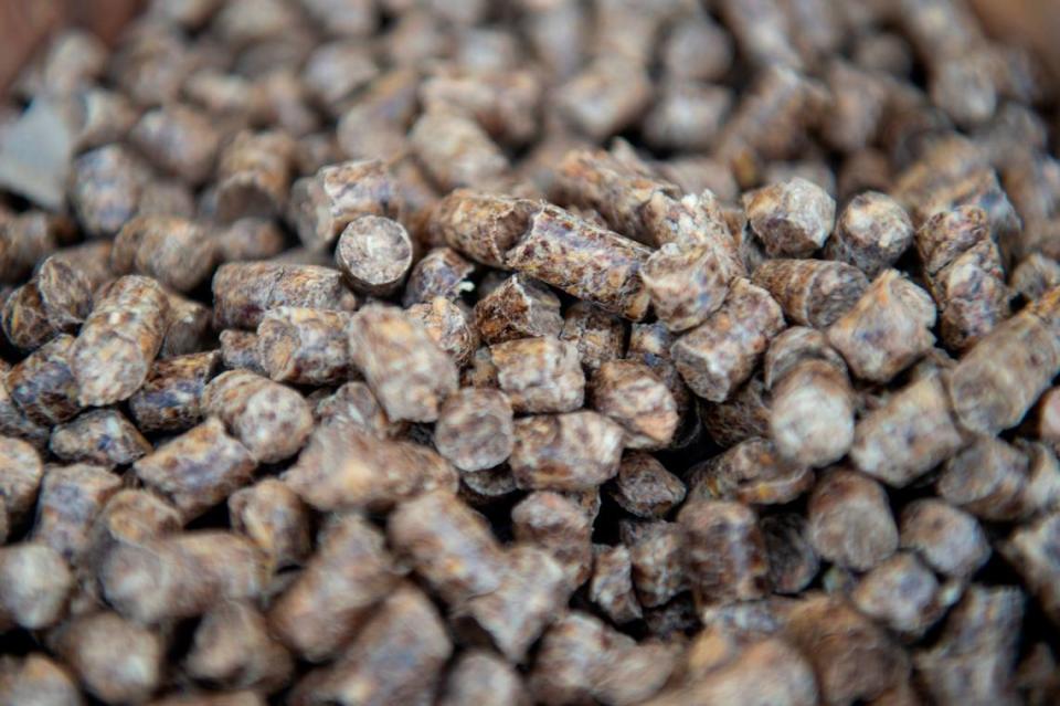 Wood pellets produced by Enviva on display during a ceremony for Enviva’s first shipment out of their new terminal at the Port of Pascagoula on June 15, 2022. Enviva claims that the pellets, which are burned for fuel, are a “low-carbon, renewable substitute for fossil fuels.”