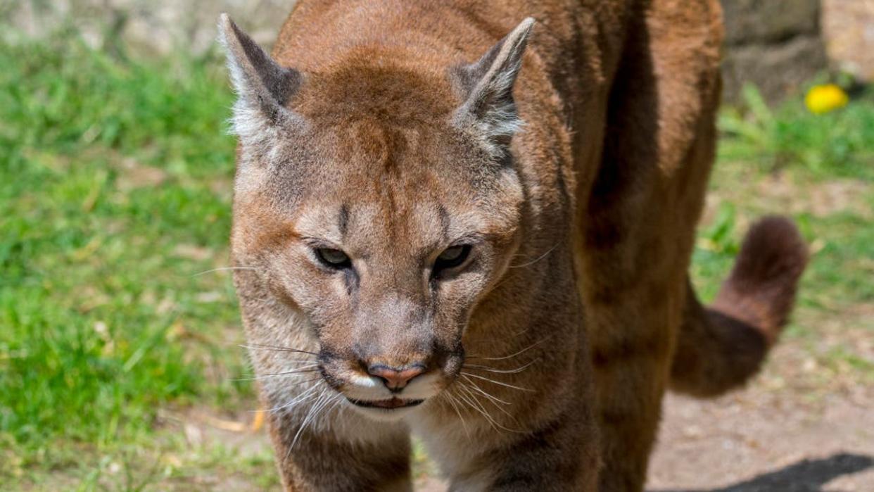 <div>Close up portrait of cougar. puma. mountain lion. panther (Puma concolor) big cat native to the Americas. (Photo by: Arterra/Philippe Clément/Universal Images Group via Getty Images)</div>
