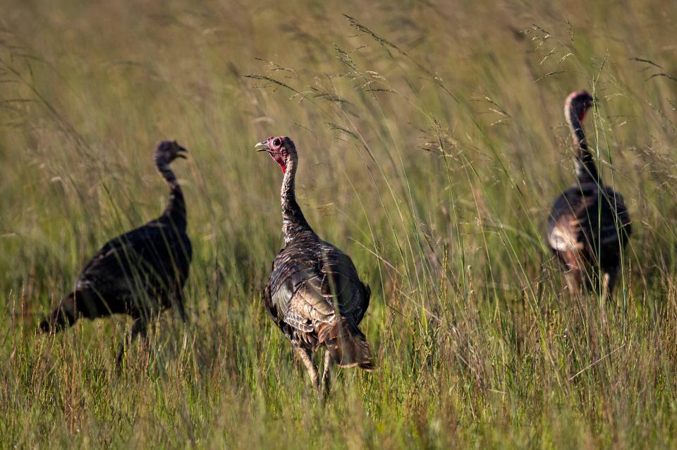 A group of wild Florida turkeys feed in afternoon light in a pasture off of Corkscrew Road on Sunday, July 31, 2022. 