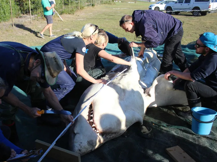 A team of researchers take the measurements of a great white shark that washed ashore.