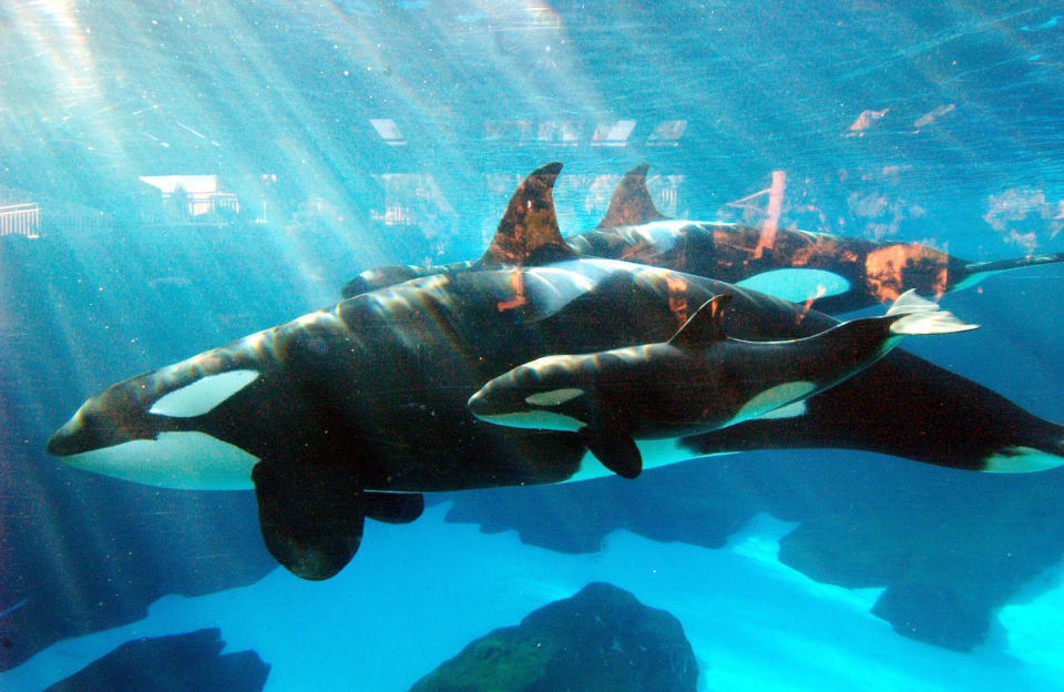 Kasatka and&nbsp;one of her calves in 2004. (Photo: Mike Aguilera/SeaWorld San Diego via Getty Images)