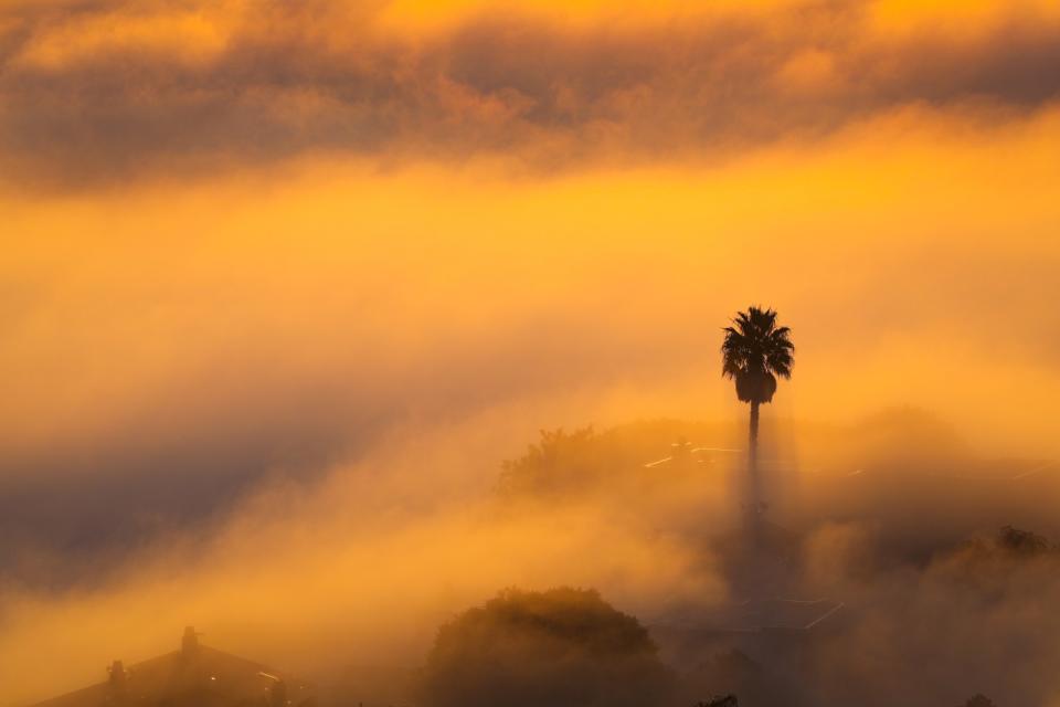 A sunrise view of fog with a palm tree poking through.