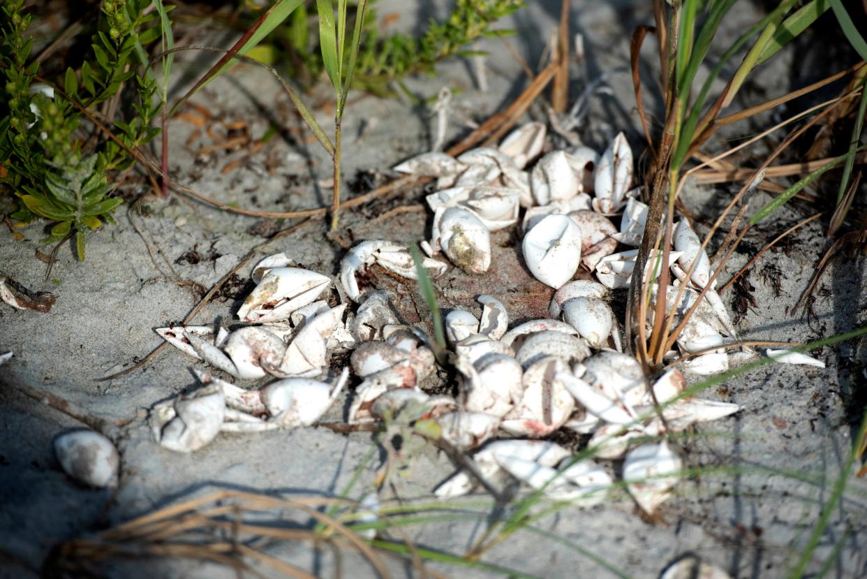 Sea turtle shells are in a pile near a nest at Phipps Ocean Park in Palm Beach August 16, 2023. 
