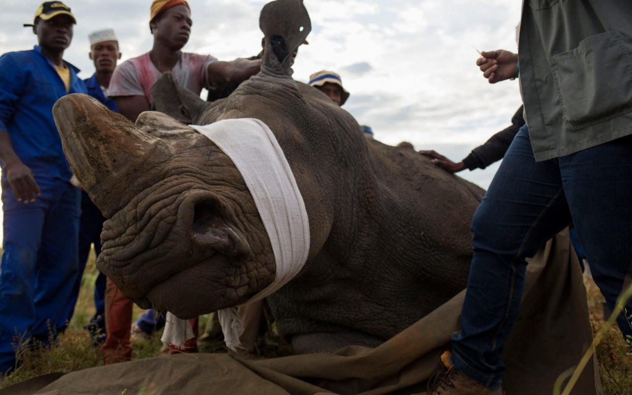 A rhino is sedated so that farm managers can remove its horn for its safety - Cornell Tukiri
