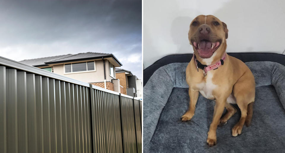 A fence in a backyard and Cortana the dog on her bed. 