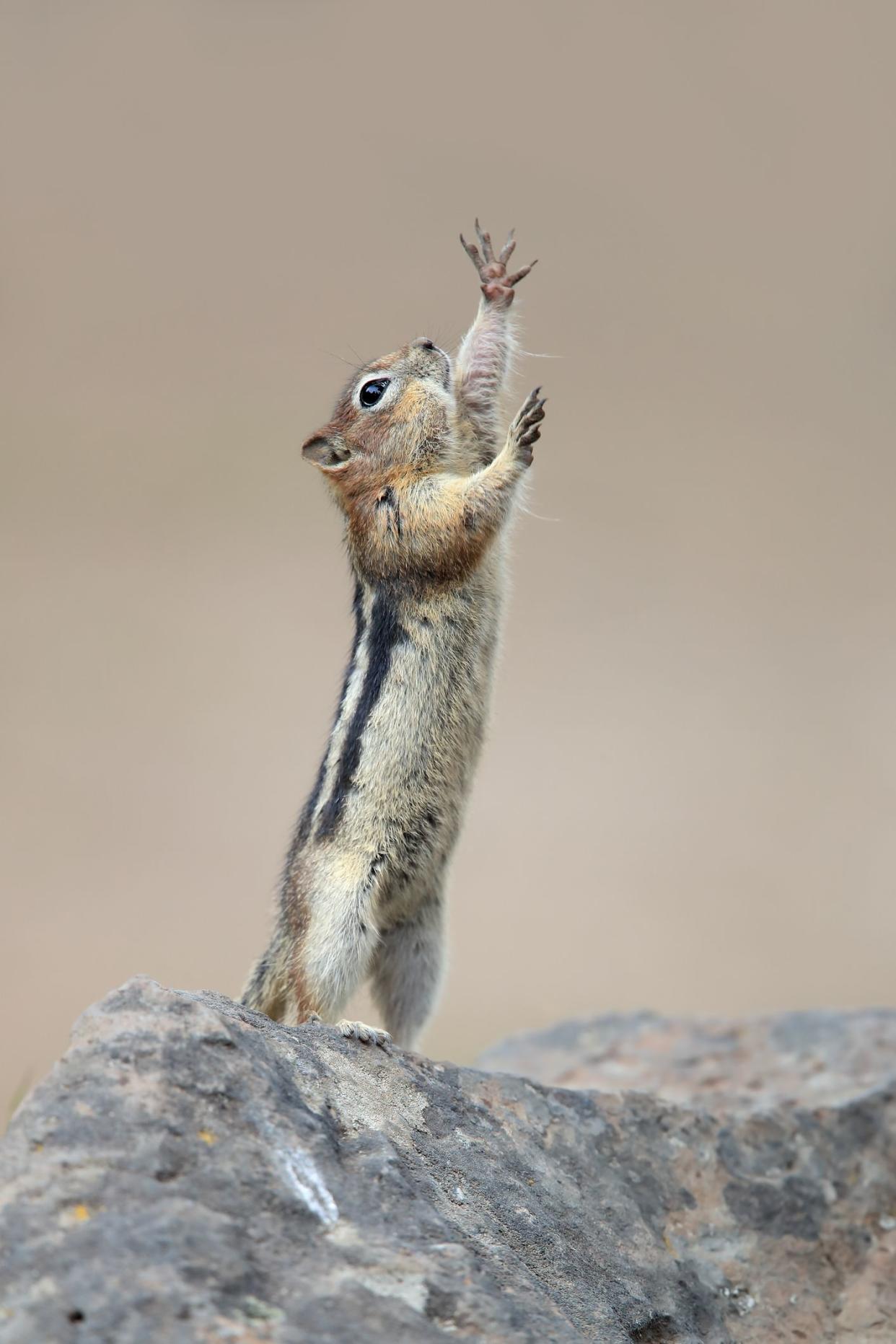 Gold-Mantled Ground Squirrel