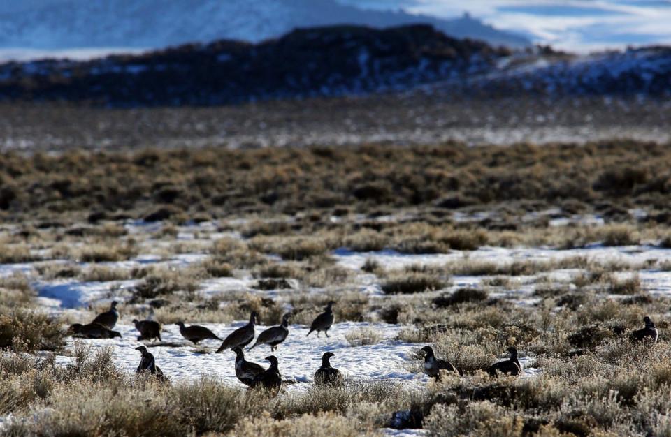 Wyoming holds 38 per cent of the world’s population of greater sage grouse – a species that has seen dramatic decline (AP)