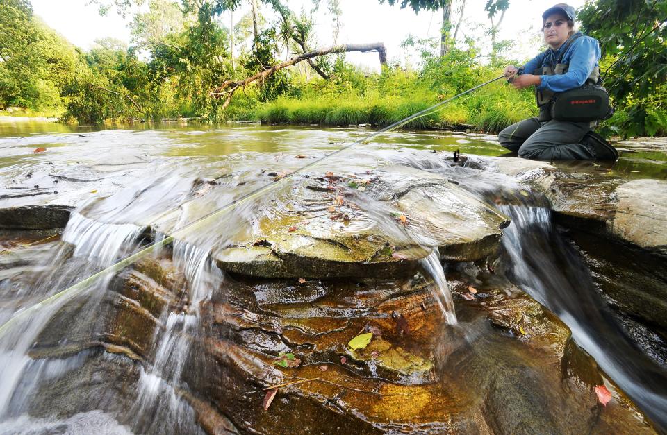 Ari Capotis, a licensed Pennsylvania fishing guide, casts a line in the Dohler stream section of Twentymile Creek in North East Township on Sept. 7.