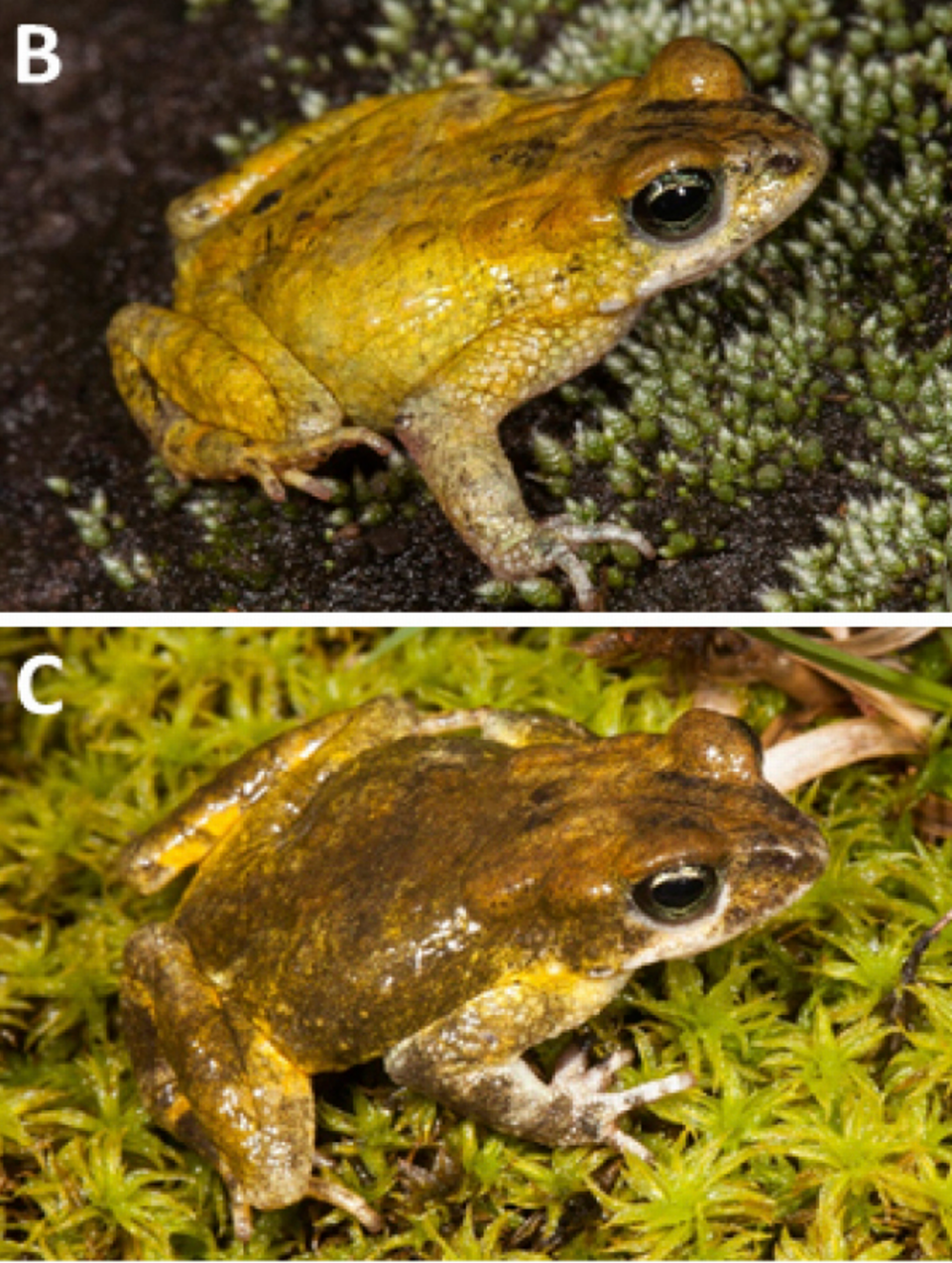 Photos show a male Poyntonophrynus fernandae, or Fernanda’s pygmy toad, and its ability to change its coloring. Photos from Baptista, Pinto, Keates, Lobón-Rovira, Edwards and Rödel (2023)