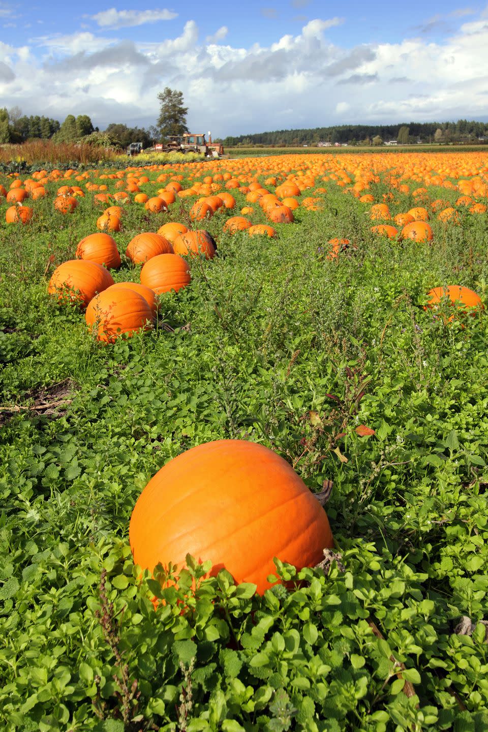 27) Walter’s Pumpkin Patch in Burns, KS