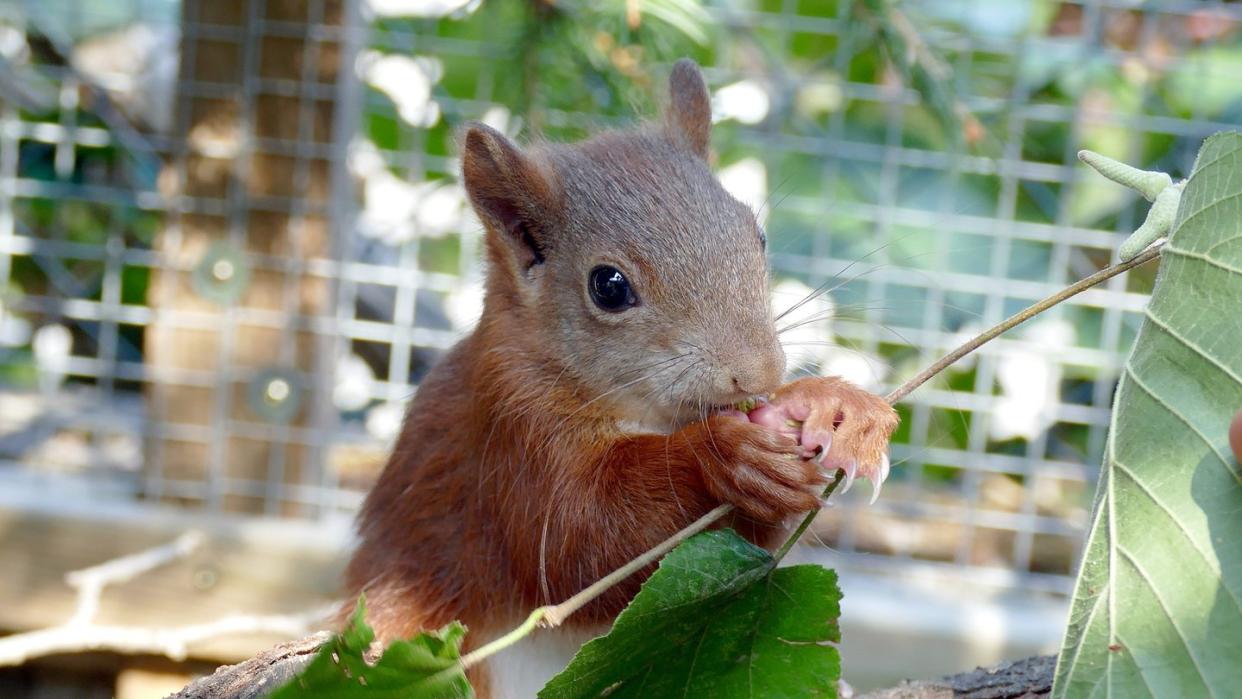 Das Eichhörnchen Pippilotta knabbert an einer Nuss. Foto: Larissa Fritzenschaf/Wildtierauffangstation Karlsruhe