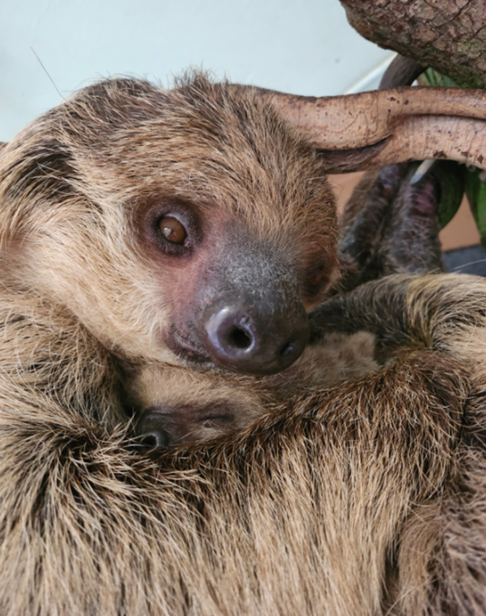 Marilyn and her baby Nova. (London Zoo)