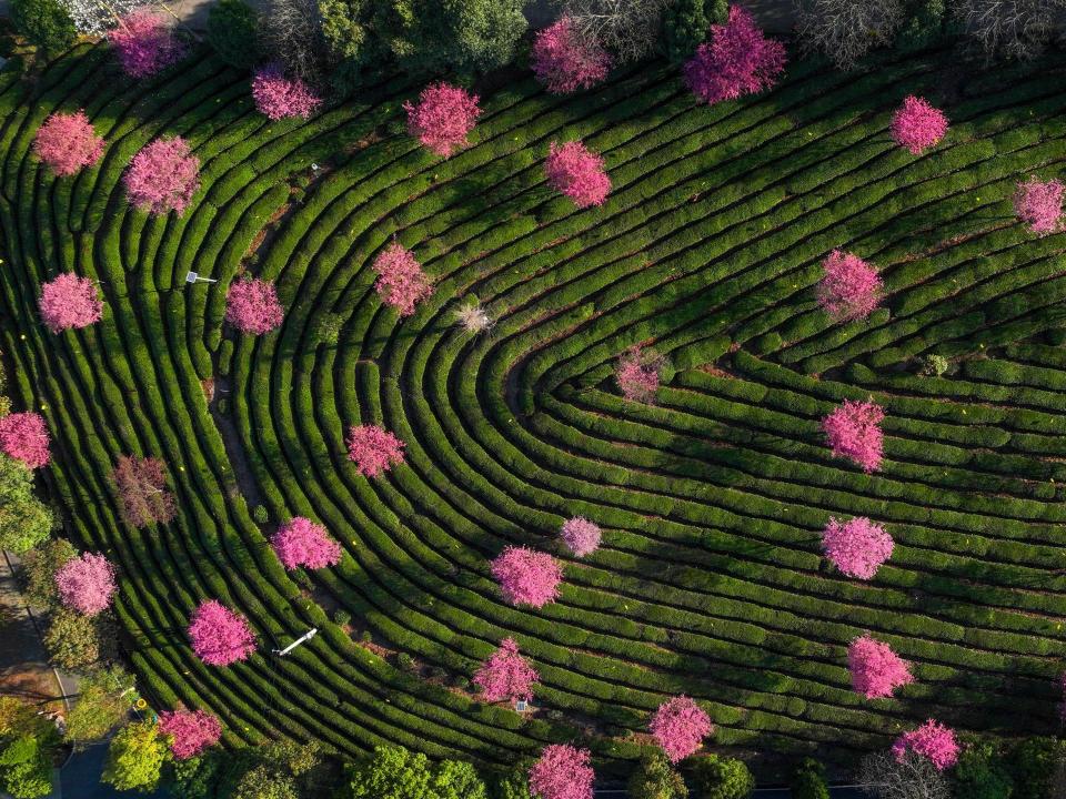 Aerial view of blooming cherry blossoms at a tea garden on March 12, 2023 in Huangshan city, Anhui Province of China.