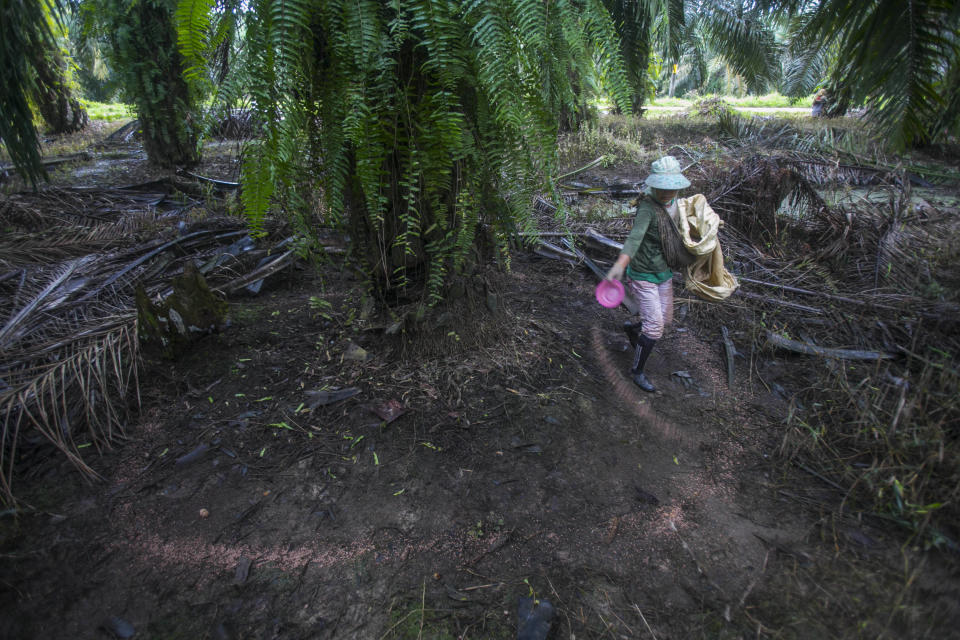 A woman spreads fertilizer in a palm oil plantation in Sumatra, Indonesia, Nov. 14, 2017. A half-century ago, palm oil was just another commodity that thrived in the tropics. Many Western countries relied on their own crops, like soybean and corn for cooking, until major retailers discovered the cheap oil from Southeast Asia had almost magical qualities. (AP Photo/Binsar Bakkara)