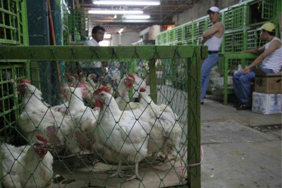 La Secretaría de Salud dijo que no es necesario evitar el consumo de pollo o sus derivados. Foto: Archivo