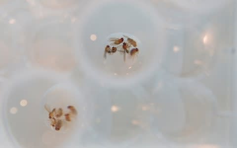 Fruit flies suspended in bubbles  - Credit: Eddie Mulholland for The Telegraph