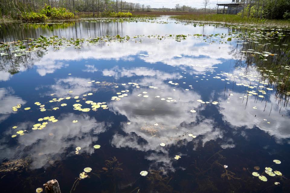 Clouds are reflected in the water at Grassy Waters Preserve in West Palm Beach, Florida on March 16, 2023.