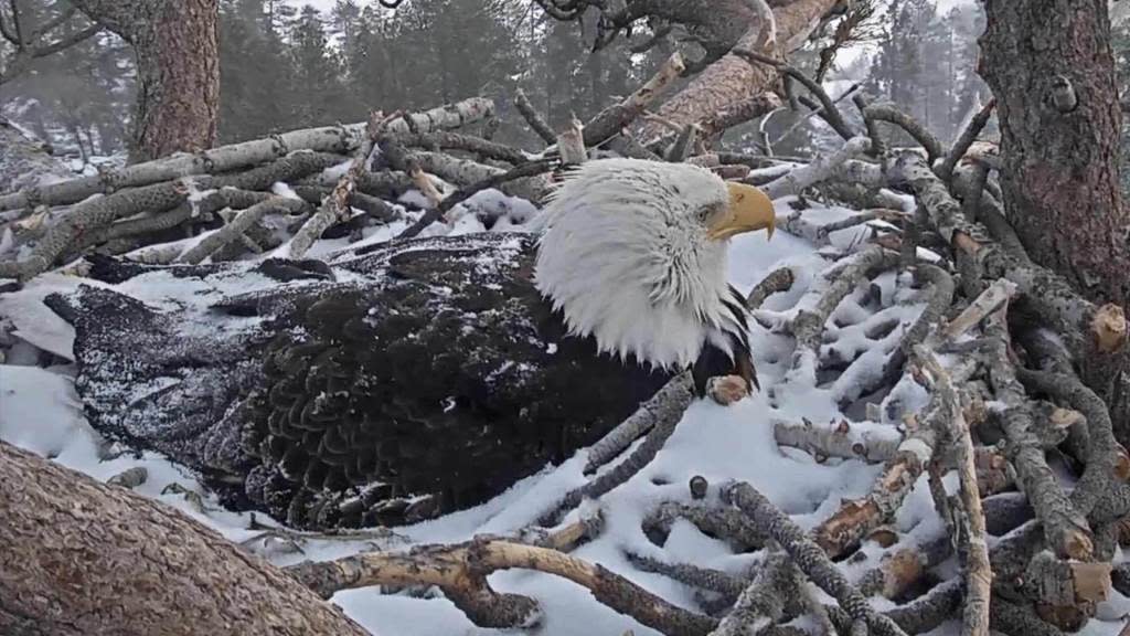 Bald Eagle