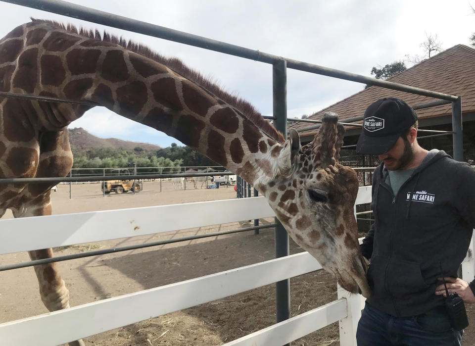 <p>Dakota Semler stands with “Stanley” the giraffe at the Malibu Wine Safari in Malibu, Calif., Nov. 13, 2018. (Photo: Dana Feldman/Reuters) </p>