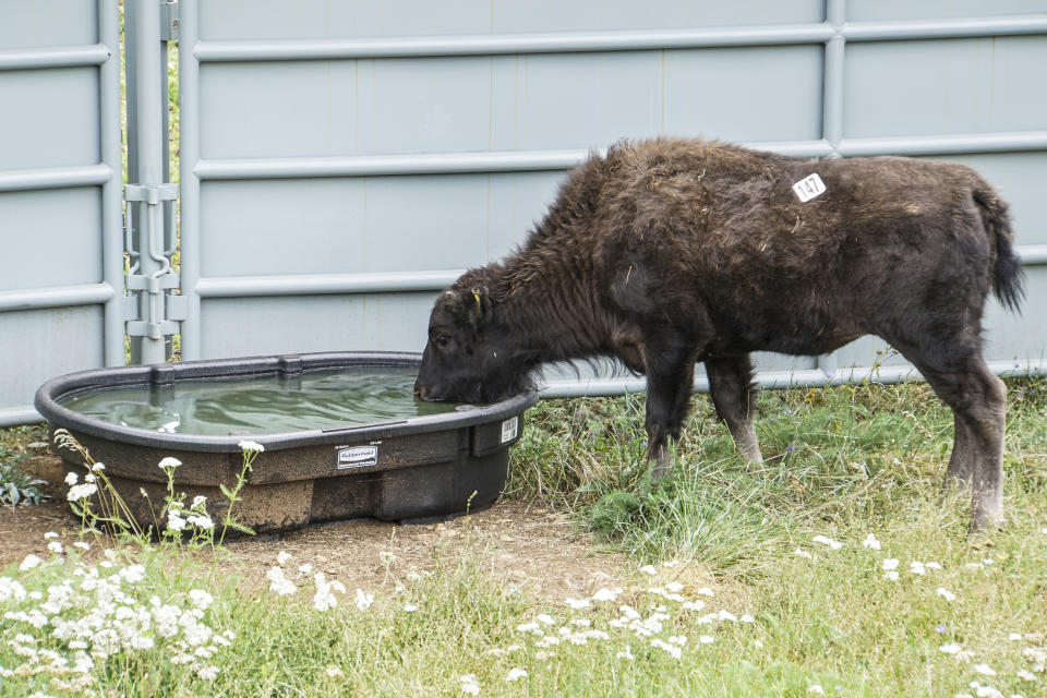 In this photo provided by Grand Canyon National Park, a bison calf drinks water in a holding pen at the North Rim of the park in Arizona, on Aug. 30, 2021. Officials at the Grand Canyon have been working to remove hundreds of bison from the North Rim, using a mix of corralling and relocating the animals, and a pilot project this year to allow select skilled volunteers to shoot certain bison. (Lauren Cisneros/Grand Canyon National Park via AP)