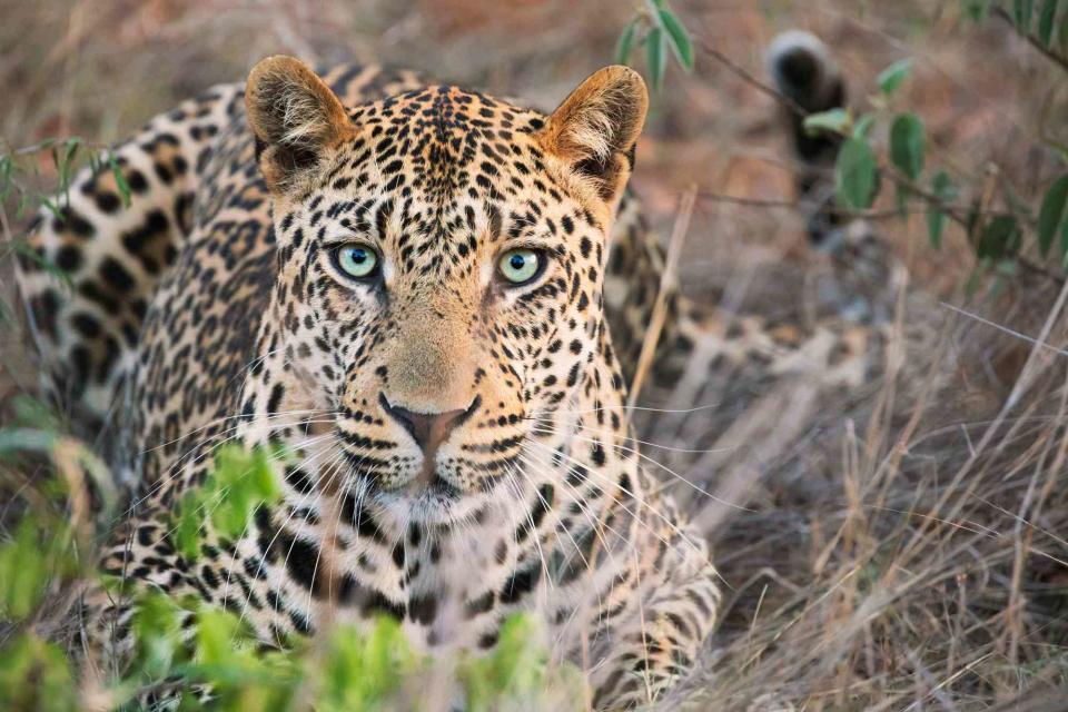 <p>Courtesy of Leopard’s Lair Bush Lodge</p> A leopard crouches in the grass in South Africa’s Limpopo province.