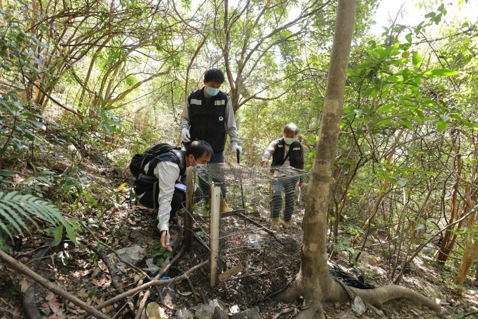 漁護署人員在將軍澳的山林中發現11個捕獸籠。