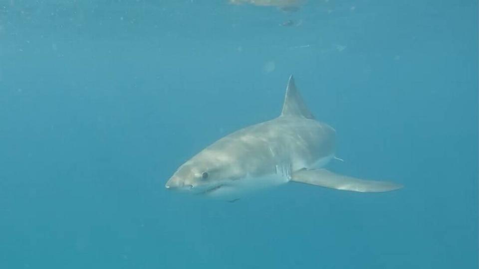 John Pendergrast swam with great white sharks and tiger sharks that were feeding on a dead sperm whale that washed ashore in Sarasota.