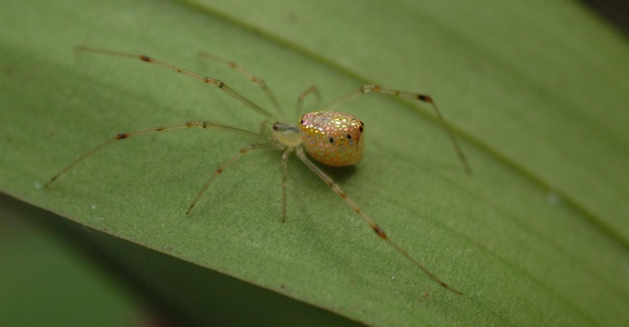 Ejemplar de araña Thwaitesia nigronodosa. <a href="https://commons.wikimedia.org/wiki/File:Bling_Spider_-_Neon_Spider_-_Thwaitsia_sp._from_the_NSW_Central_Coast_(7).jpg" rel="nofollow noopener" target="_blank" data-ylk="slk:Wikimedia Commons;elm:context_link;itc:0;sec:content-canvas" class="link ">Wikimedia Commons</a>