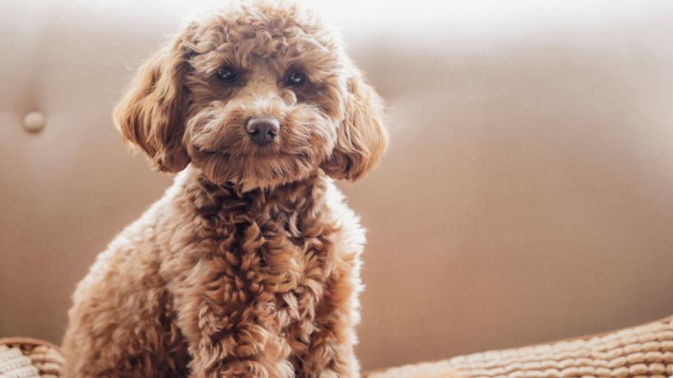 Brown Cavapoo