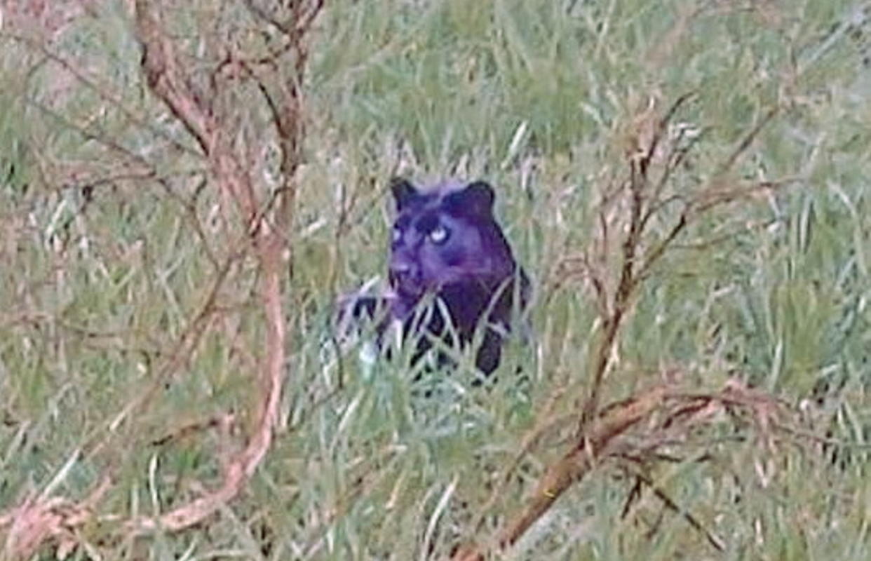 Documentary makers have discovered what they claim is the 'clearest ever' photo of a big cat prowling the British countryside. (SWNS)