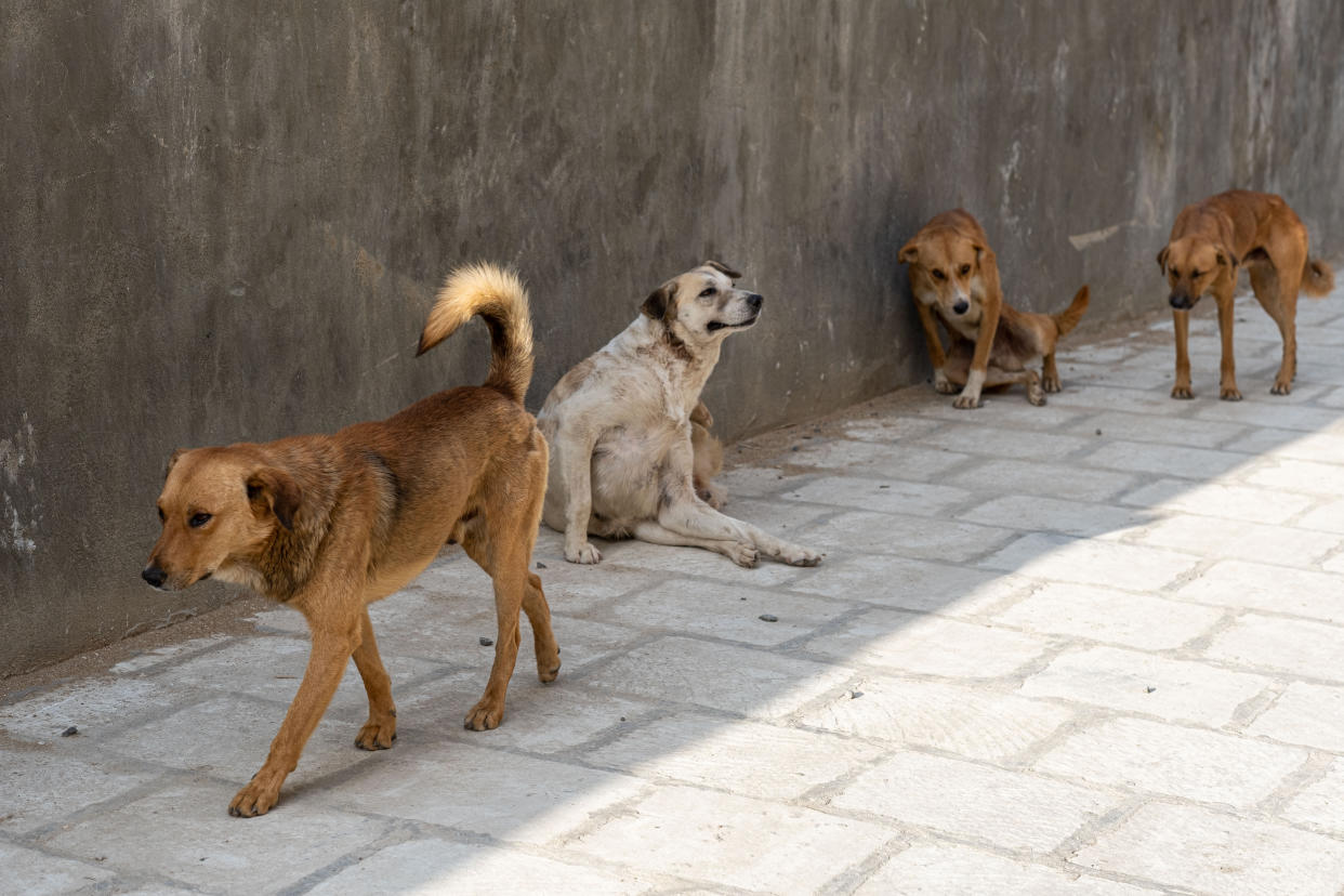 Asesino serial de perros en Xochimilco: han encontrado 19 cuerpos sin vida en Bosque de Nativitas. (Getty)