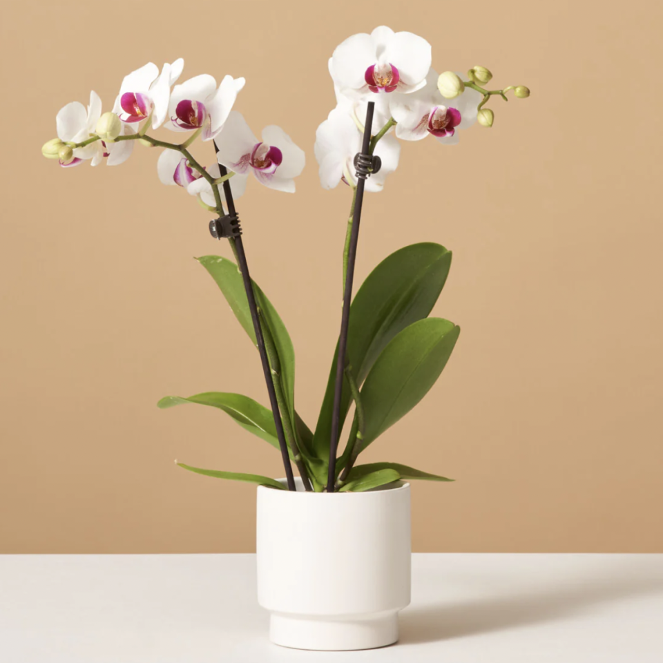 <p><a href="https://go.redirectingat.com?id=74968X1596630&url=https%3A%2F%2Fwww.thesill.com%2Fproducts%2Fpetite-white-orchid&sref=https%3A%2F%2Fwww.womansday.com%2Frelationships%2Ffamily-friends%2Fg36536971%2Fsympathy-gifts%2F" rel="nofollow noopener" target="_blank" data-ylk="slk:Shop Now;elm:context_link;itc:0;sec:content-canvas" class="link ">Shop Now</a></p><p>Petite White Orchid</p><p>thesill.com</p><p>$68.00</p><span class="copyright">The Sill</span>